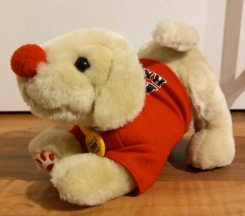 Golden labrador retriever - labrador,