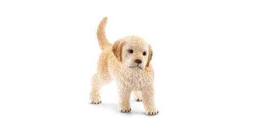 Cane golden retriever cucciolo - cane,