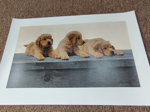 Golden retriever retrievers - golden,
