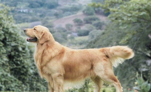 Golden retriever poster lucido - poster,