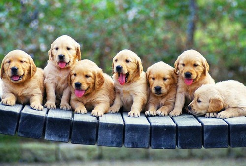 Poster lucido golden retriever - lucido,