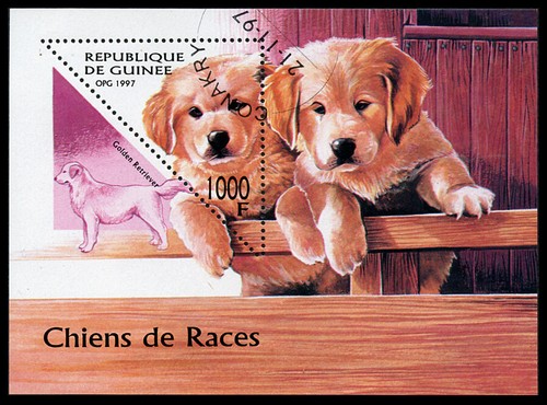 Golden retriever dog - dog, postage