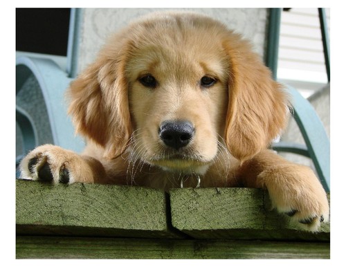 Cucciolo golden retriever - cucciolo,