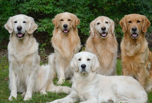 Golden retriever poster lucido - retriever,