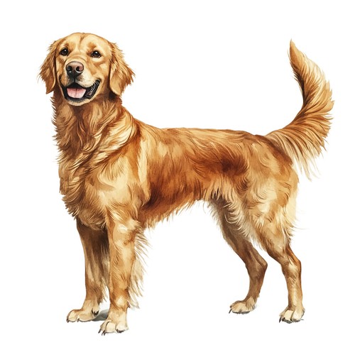 Adesivi golden retriever - 7,