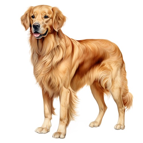 Adesivi golden retriever - golden,