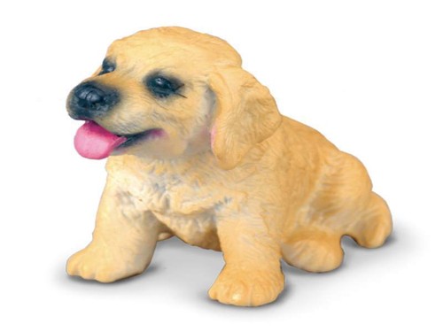 Golden retriever cucciolo 5 - golden,
