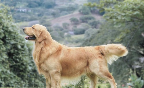 Golden retriever poster - retriever, lucido