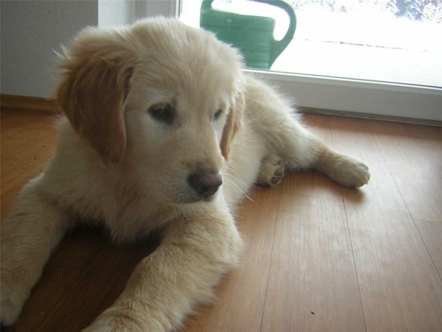Poster lucido golden - poster, retriever