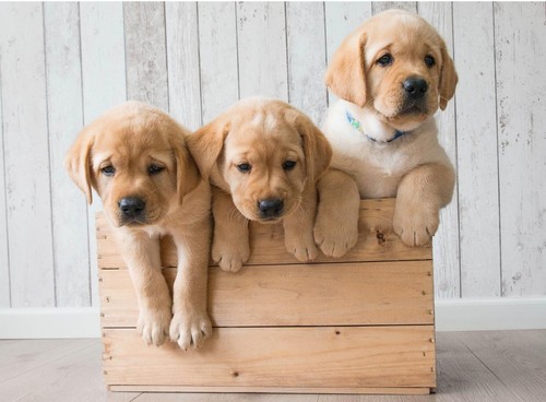 Poster cuccioli golden - cuccioli,