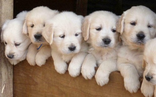 Poster lucido golden retriever - lucido,
