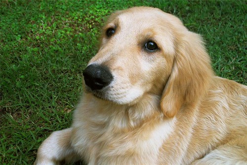 Golden retriever poster - golden,